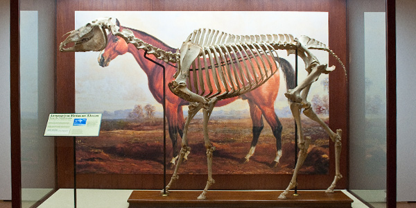 International Museum of the Horse