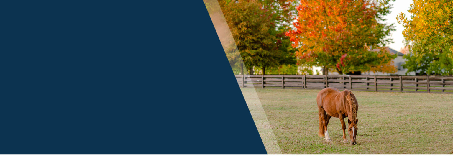 Kentucky Horse Park Foundation Dedicated to enhancing, expanding, and